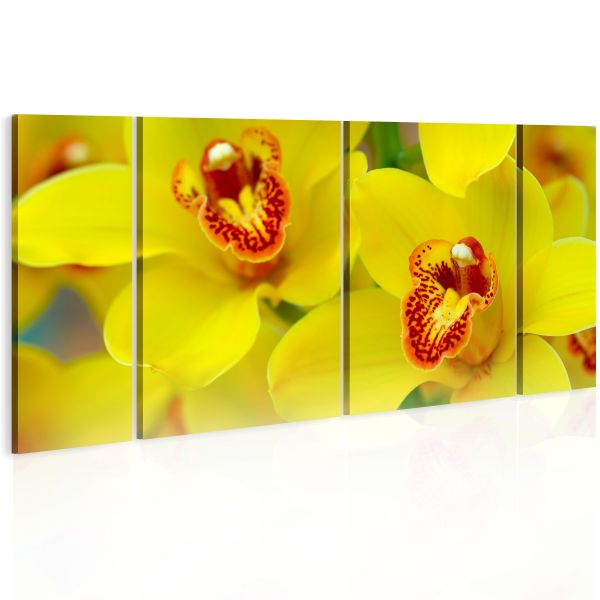 Tableau Fleurs Orchids - intensity of yellow color