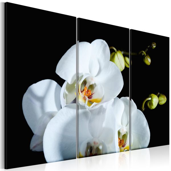 Tableau Fleurs Orchidée blanche comme neige