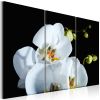 Tableau Fleurs Orchidée blanche comme neige