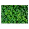 Papier peint intissé Fleurs Green Clover