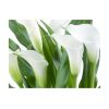 Papier peint intissé Fleurs bouquet de fleurs - callas